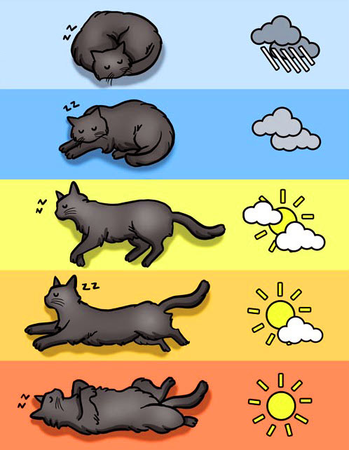 Cat_weather.jpg