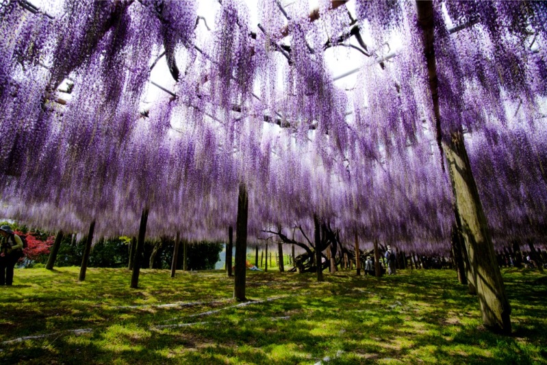 12-Kawachi Fuji Garden.jpg