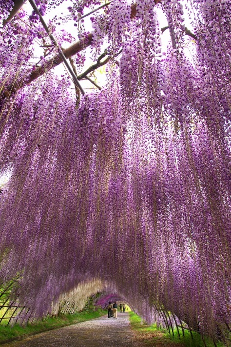 18-Wisteria Tunnel.jpg