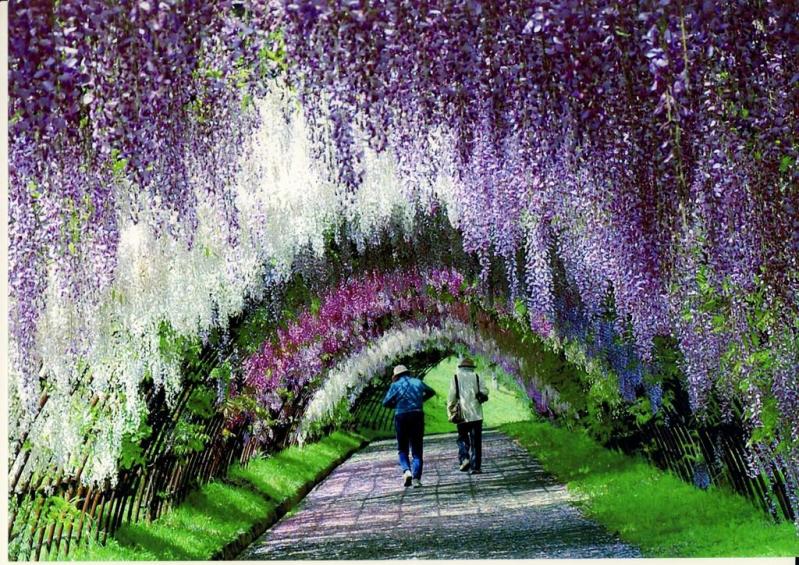 20-Wisteria Tunnel.jpg