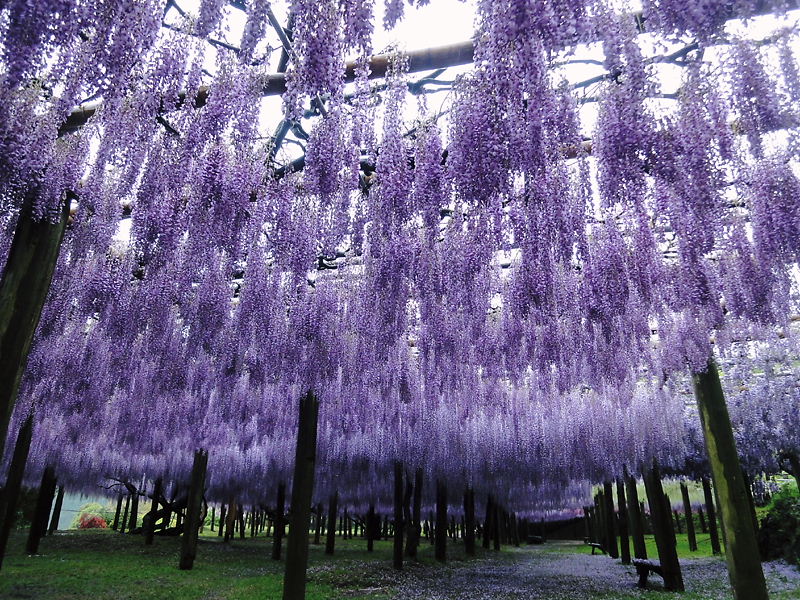 26-Kawachi Fuji Garden.jpg