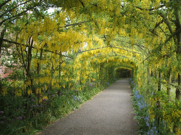 24-Wisteria Tunnel.jpg